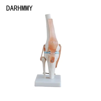 DARHMMY 1: 1 Гъвкав модел на колянната става с связками и основание Бедренная кост Большеберцовая кост и малоберцовая кост Анатомическая модел на Здравно обучение